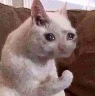🐱 kucing, meme, sedih, menangis, hewan whatsapp sticker