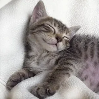 😴 chat, chaton, dormir, animal, mignon whatsapp sticker