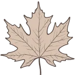 🍁