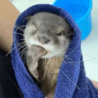 😲 loutre, serviette, animal, mignon, mammifère, bain, animal de compagnie telegram sticker