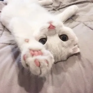 🖇 gato, gatito, gato blanco, animal, mascota, lindo whatsapp sticker