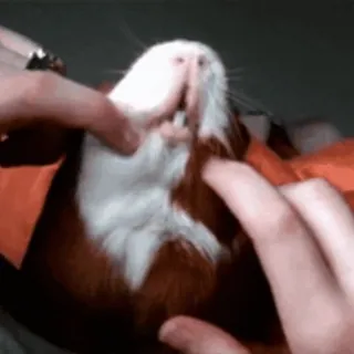 🐹 guinea pig, animal, pet, rodent, cute, fingers telegram sticker
