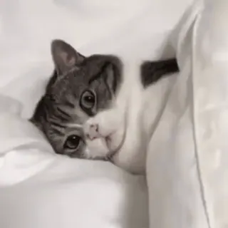 👀 gatto, assonnato, letto, animale, carino, animale domestico telegram sticker