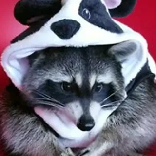 🐼 mapache, animal, lindo, mamífero, disfraz telegram sticker