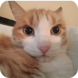 🐱 cat, pet, animal, domestic animal, cute, orange, white, kitten telegram sticker