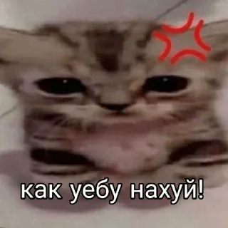😡 как уебу нахуй! แมว, โกรธ, ก้าวร้าว, มีม telegram sticker