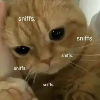🥺 sniffs. кот, нюхать, животное, мем, милый, питомец telegram sticker