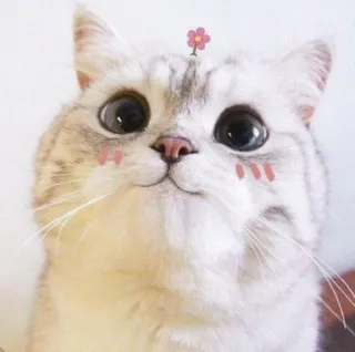 😇 cat, cute, animal, pet, kitten, flower, domestic cat, mammal telegram sticker