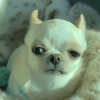 😒 hond, chihuahua, huisdier, dier, schattig, kleine hond, portret telegram sticker