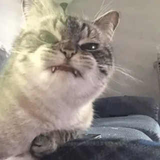 😒 고양이, 웃긴, 동물, 밈, 애완동물, 반려동물 telegram sticker