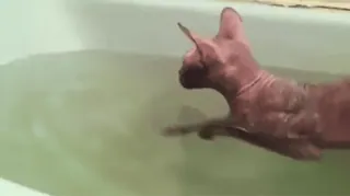 🐈 gatto, senza pelo, sphinx, nuoto, bagno, acqua, animale domestico telegram sticker