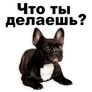 😃 Что ты делаешь? 개, 프렌치 불독, 검은색, 질문, 러시아 telegram sticker