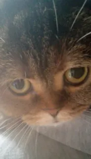 🥺 gato, animal de estimação, animal, felino, gato doméstico, tricolor telegram sticker