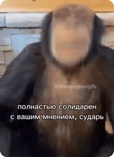 🌟 полностью солидарен с вашим мнением, сударь Gorilla, Scimmia antropomorfa, Animale, Scimmia, Meme whatsapp sticker