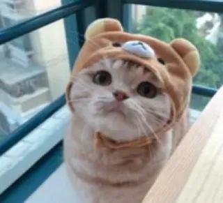 😺 gato, fofo, animal, urso, chapéu whatsapp sticker