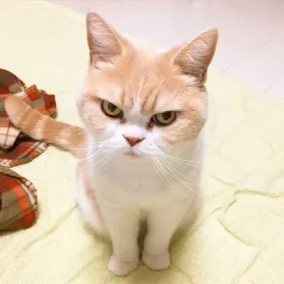 🤨 chat, en colère, animal de compagnie, chat domestique, félin, animal whatsapp sticker