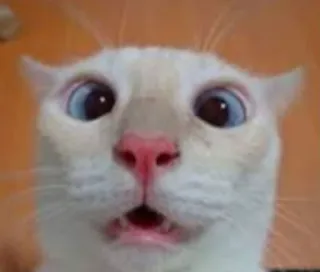 😟 кот, животное, белый кот, смешной, удивленный, шокированный telegram sticker