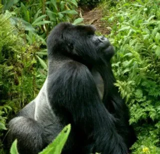 🤤 gorilla, scimmia, fauna selvatica, animale, natura, foresta telegram sticker