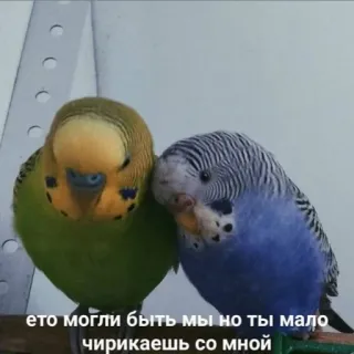 💔 ето могли быть мы но ты мало чирикаешь со мной นก, นกแก้ว, สัตว์เลี้ยง, ความรัก, คู่รัก telegram sticker