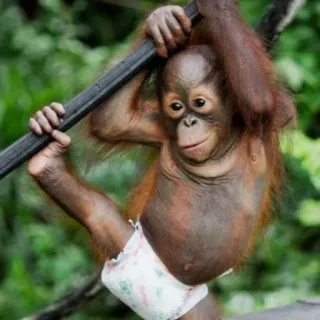 🐒 orang-outan, bébé, primate, singe, animal, mignon, faune telegram sticker
