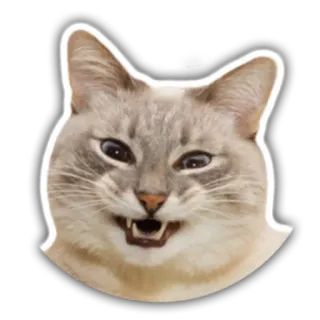 😄 gato, animal, mascota, meme, gracioso, expresión whatsapp sticker
