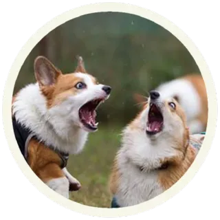 😱 собаки, корги, спорят, кричат, животные whatsapp sticker