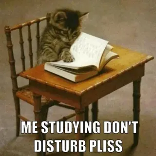 🤓 ME STUDYING DON'T DISTURB PLISS cat, studying, reading, funny, meme, kitten, desk, student telegram sticker
