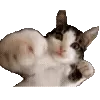 🐱