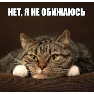 😶 НЕТ, Я НЕ ОБИЖАЮСЬ gato, meme, gracioso, mascota, animal, ruso, texto telegram sticker