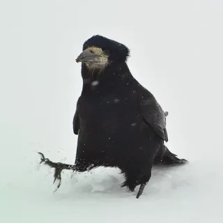 ⚫️ burung, gagak, musim dingin, salju, binatang, satwa liar telegram sticker