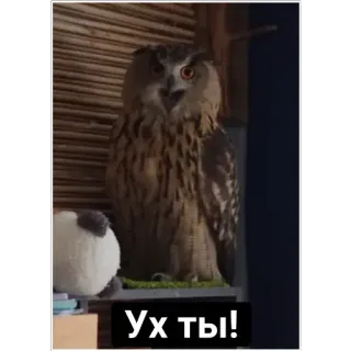 😮 Ух ты! owl, bird, surprised, amazed, reaction, animal telegram sticker