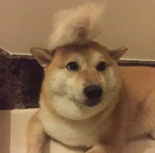 ❤️ dog, shiba inu, pet, animal, funny, cute, dog with hair on head telegram sticker