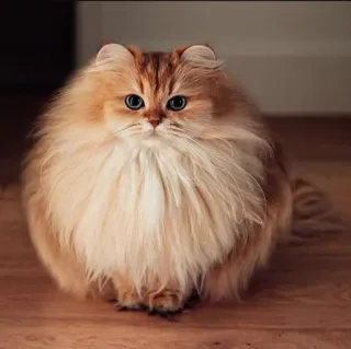 🤔 Katze, flauschig, Perser, Kätzchen, Haustier, Hauskatze telegram sticker