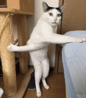 cats club whatsapp stickers