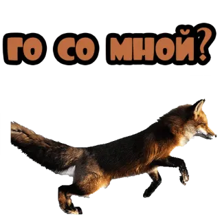 🚶‍♂️ ГО СО МНОЙ? fuchs, tier, russisch, text, einladung whatsapp sticker