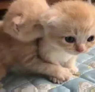 💗 子猫, 可愛い, 猫, 動物, ペット whatsapp sticker