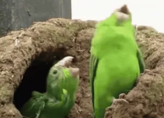 💰 オウム, 鳥, 緑 telegram sticker