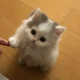 😕 새끼 고양이, 고양이, 귀여운, 푹신한, 애완 동물, 동물 telegram sticker