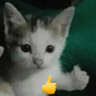 👍 cat, kitten, thumbs up, emoji, positive, animal telegram sticker