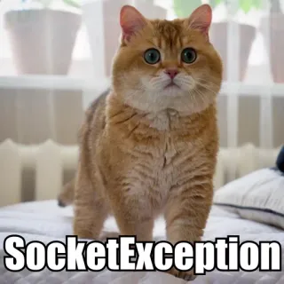 😫 SocketException cat, meme, error, internet, exception, socket telegram sticker