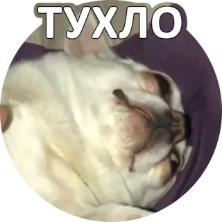 🤢 ТУХЛО cane, bulldog, animale domestico, animale, testo, slang whatsapp sticker