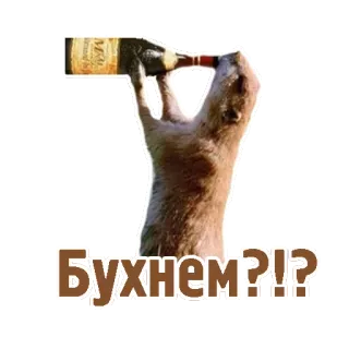 🍾 Бухнем?!? bere, animale, alcol, russo, divertente, meme telegram sticker
