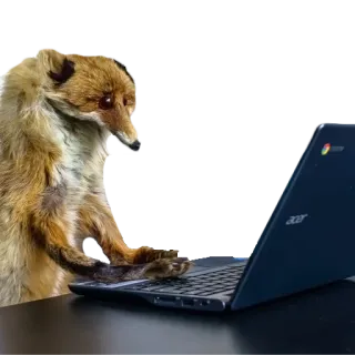 💻 fuchs, computer, laptop, tier, technologie whatsapp sticker
