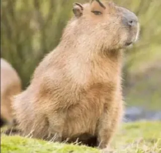 😏 Kapibara, Zwierzę, Gryzoń, Dzikie zwierzęta telegram sticker