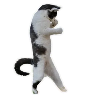 👊 chat, animal, mignon, animal domestique, drôle telegram sticker