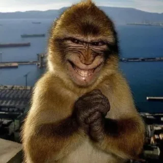 😈 Barbary macaque monkey, macaque, smiling, evil grin, wicked, animal, funny, meme telegram sticker