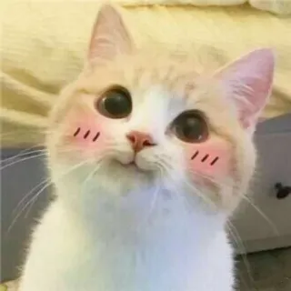 😊 gato, fofo, animal, animal de estimação, ruborizar, gatinho telegram sticker