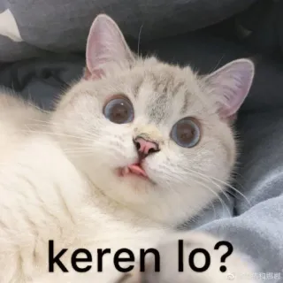 🤮 keren lo? gatto, meme, carino, animale, divertente, gattino telegram sticker
