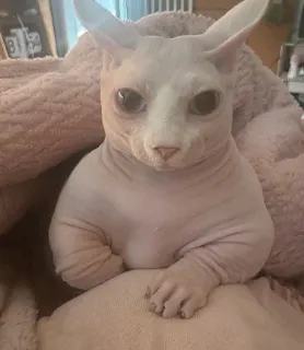 👑 gato, sphynx, sem pelo, animal de estimação, animal telegram sticker