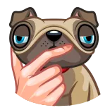 🤔 chien, animal, carlin, geste, doigt d'honneur, insulte telegram sticker